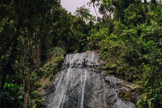 Half-Day El Yunque National Forest Tour from San Juan - What the $100 price buys you