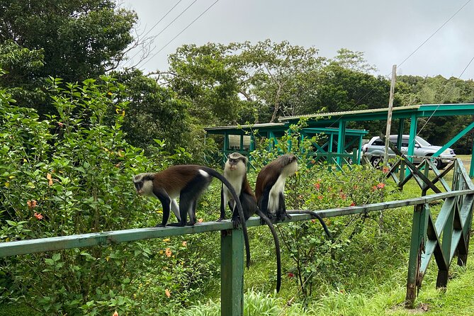 Half Day Grenada Seven Sisters, Grand Etang Nature Center Hiking Tour - Why Seven Sisters is worth leaving the beach for