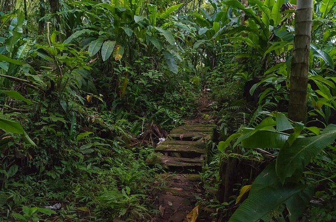 Half Day Grenada Sunshine Highlights Tour - Grand Etang Lake closes the route in the rainforest