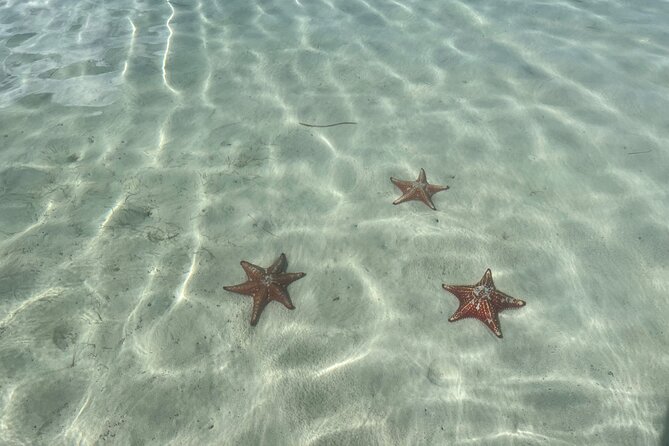 Half Day Private Boat Charter in Grand Cayman - Starfish Point for a slower finish