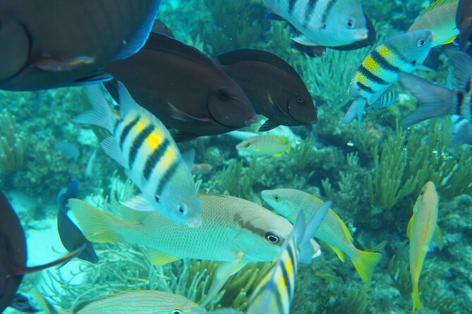 Half-Day Private Stingray City Charter in Cayman Islands - What the private format is really worth
