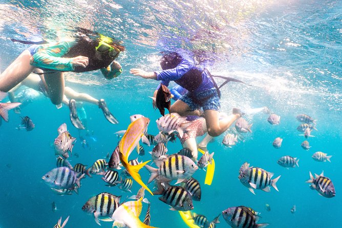 Half-Day Snorkel Sail Tour with Caribbean Lunch - The SS Antilla wreck is the strongest underwater highlight