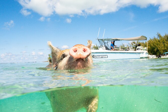 Half Day Swimming Pigs on Rose Island, Snorkeling and Lunch - Starting at Sterling Marina on Paradise Island