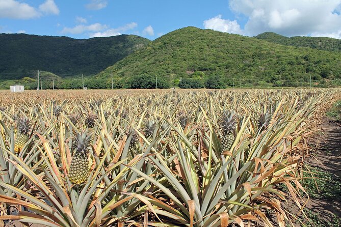 Half-Day Tour: A Taste of Paradise and History of Antigua - Nelson’s Dockyard: Antigua’s historic harbor