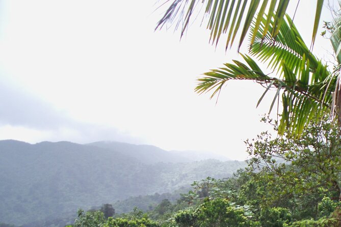 Half Day Tour in Rainforest Zipline Park with Transportation - What to Wear and What to Bring