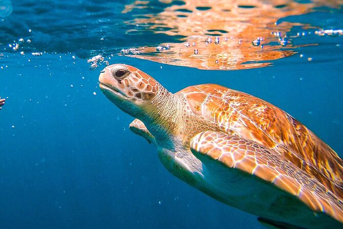 Harbour Lights-Chair &Turtle Shipwreck Snorkel Tour(10:30-1:30pm) - A Carlisle Bay beach day with a short snorkel trip