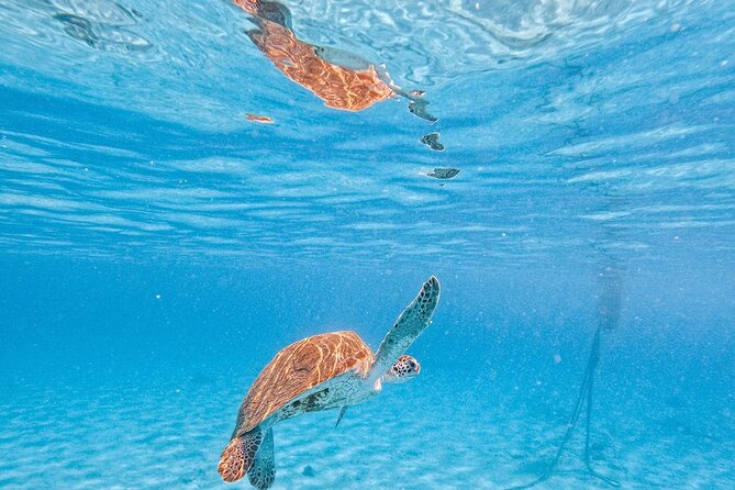 Hato Caves, Turtles & Beach - Who should book this Curaçao tour?