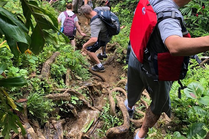 Hike El Yunque Rainforest and Kayak Bio Bay Combo Tour - Kayaking through dark mangroves to the glowing water