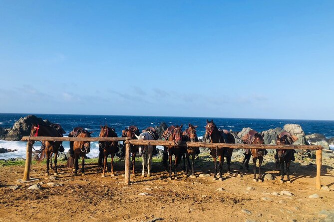 Horseback Ride Tour to Natural Pool in Arikok National Park - Clothing, Comfort, and Safety Details
