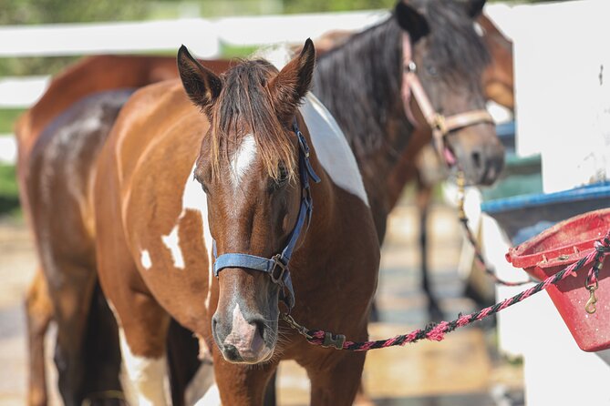 Horseback Riding Tour at Private Ranch - Riding the Paso Fino horses