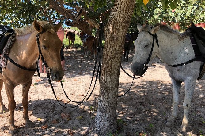 Horseback “SPECIAL”- Negril’s Beach Ride N’ Swim with Free photos/videos - Who will enjoy this ride most?