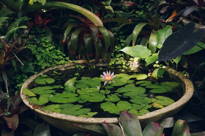 Hunte's Gardens - How to make the most of your visit