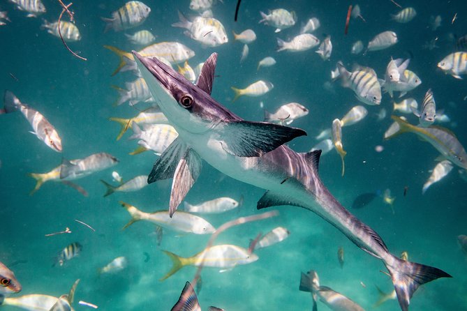 Icacos Deserted Island Catamaran, Snorkel, and Picnic Cruise - Crew service shapes the day