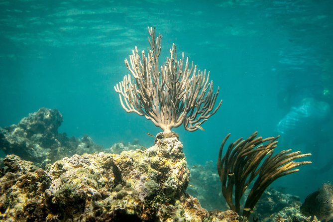 Icacos Deserted Island Catamaran, Snorkel, and Picnic Cruise - What the $138.50 price includes