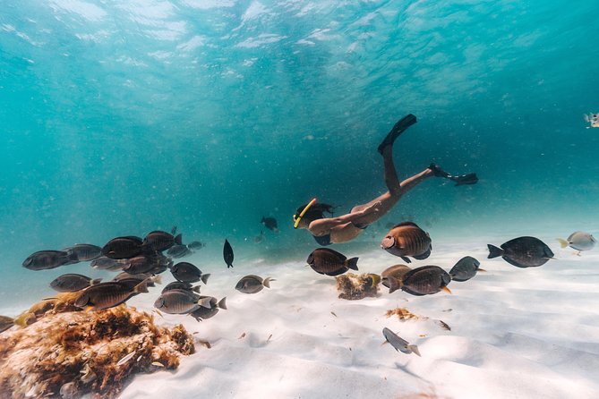 Iconic Aruba Sail and Snorkel Experience - Setting Out From Pelican Pier at 2 p.m.