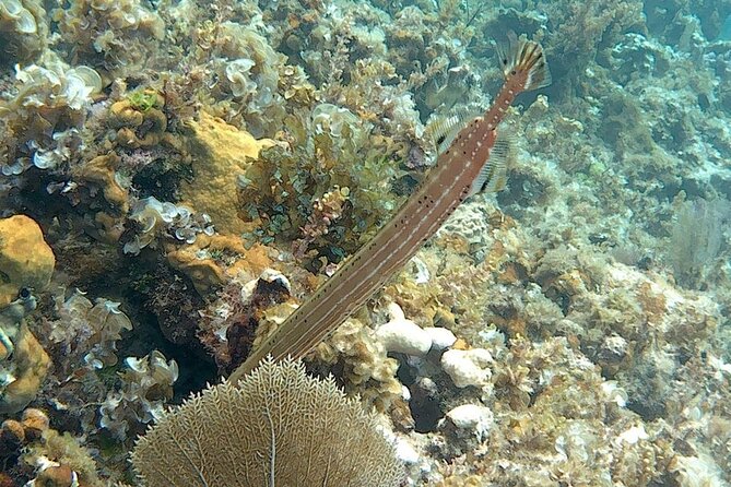 Incredible Negril Guided Snorkeling To Reef, Anchor, and Cannon - Cannon, Anchor, and a Shipwreck