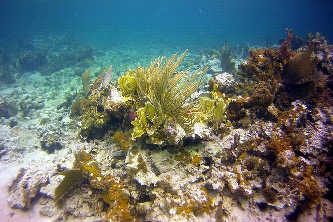 Incredible Negril Guided Snorkeling To Reef, Anchor, and Cannon - Who Should Book It