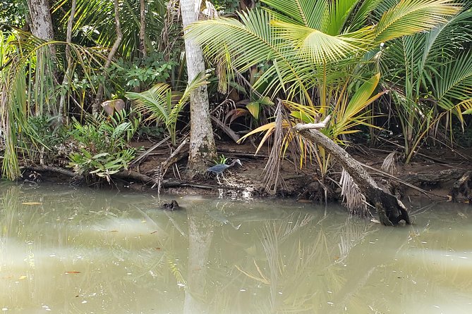 Indian River, Cold Soufriere & Fort Shirley (Northern Excursion) - The Indian River boat ride is the main event
