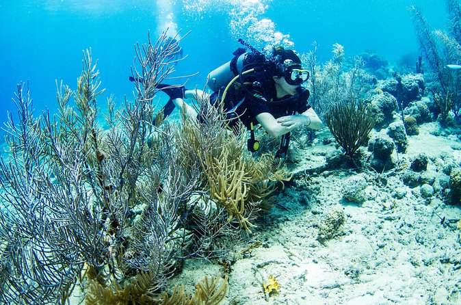 Introduction Shore Dive with Scubaçao (1 dive) - Is $130 a fair price?