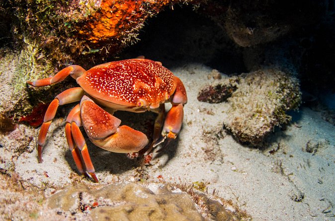 Introduction Shore Dive with Scubaçao (1 dive) - Timing, pickup, and cruise-stop planning
