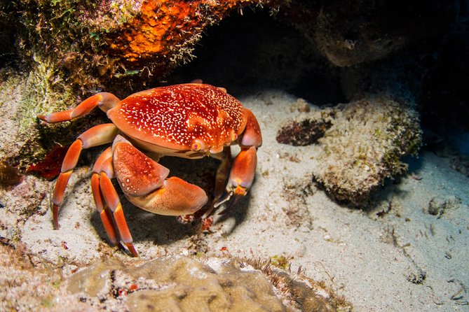 Introduction Shore Dive with Scubaçao (1 dive) - Medical checks and participation