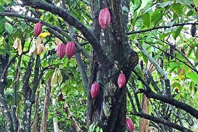 Island Bites & Highlights Food Tour (Full/Half Day) - Annandale Falls and the island’s interior
