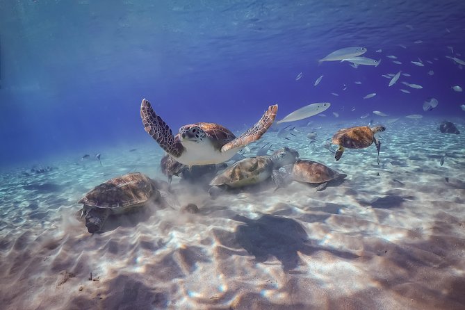 Island Treasures: Caves, Turtles and Turquoise Beach Break - Why this Curacao combination works