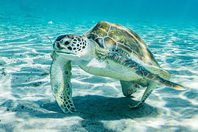 Island Treasures: Caves, Turtles and Turquoise Beach Break - Playa Piskado and the reality of turtle snorkeling
