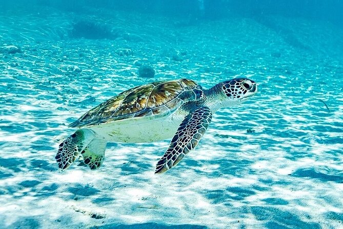 Island Treasures: Caves, Turtles and Turquoise Beach Break - Landhuis Jan Kok and the flamingo photo stop