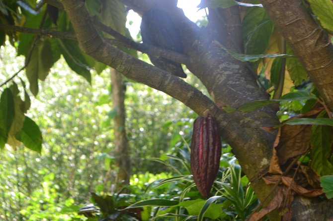 Isle of Spice Adventure Tour - Clarke’s Court explains Grenada’s rum tradition
