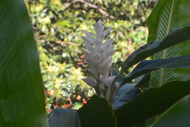 Isle of Spice Adventure Tour - Grand Etang Lake reaches the island’s cooler interior