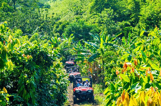 Jungle Buggies + Ziplines Adventures - Pickup can change the whole day