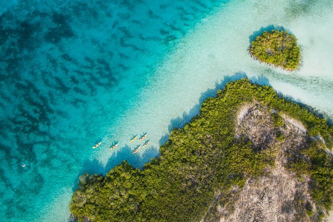 Kayak Eco Tour - Why the mangroves are worth your morning