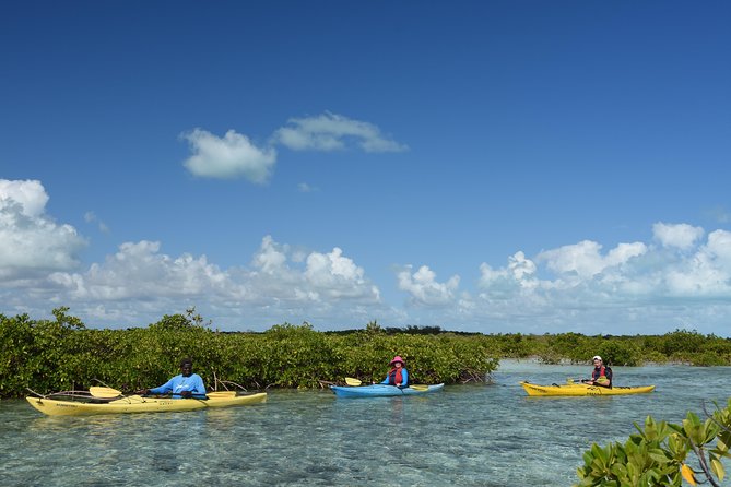 Kayak Eco Tour - Tidal canals and the mangrove nursery