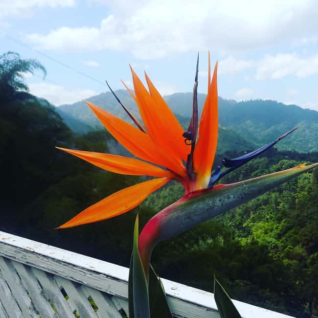 Kingston Blue Mountains Tour with Coffee Tasting - Who should book this Blue Mountains trip?