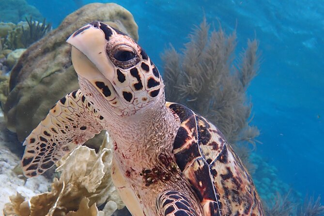 Klein Bonaire Marine Park Snorkeling Excursion - Quick reasons to consider this trip