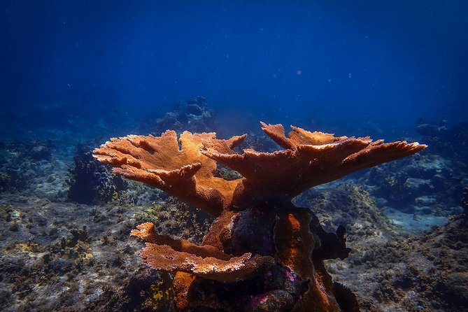 Klein Bonaire Marine Park Snorkeling Excursion - Drifting with the current, not fighting it