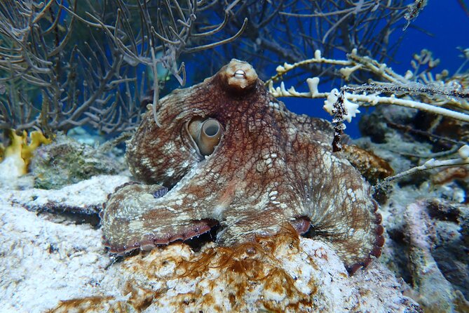 Klein Bonaire Marine Park Snorkeling Excursion - Is $75 a fair price?