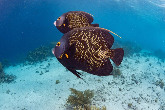 Klein Bonaire Marine Park Snorkeling Excursion - Planning around a cruise stop