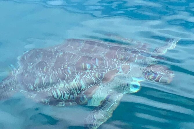 Little Bay Half-Day Sail & Snorkel Adventure - Little Bay gives you several ways to spend the hour