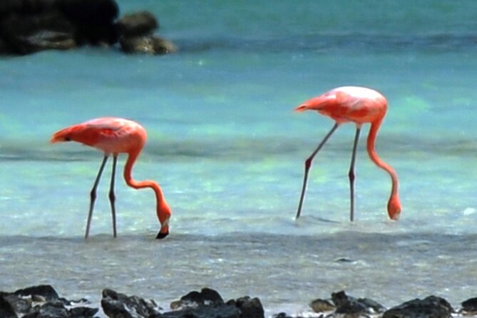 Luc's Private Group Bonaire Open Bus Tour - Lac Bay and Sorobon Beach finish the ride