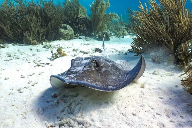 Luxury snorkel trip on a spacious wooden schooner and local lunch - Staying aboard if snorkeling is not your thing