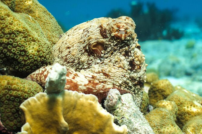 Luxury snorkel trip on a spacious wooden schooner and local lunch - What $95 includes, and where the value lies