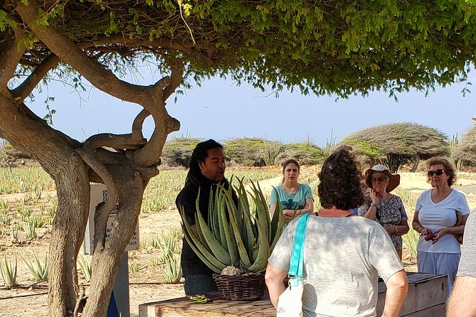 Made in Aruba Sightseeing Tour - Aloe products at the Aruba Aloe Factory