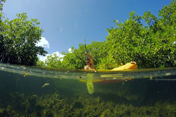 Magic Mangrove Paddle in Beef Island Lagoon - Why Beef Island Lagoon is worth your morning