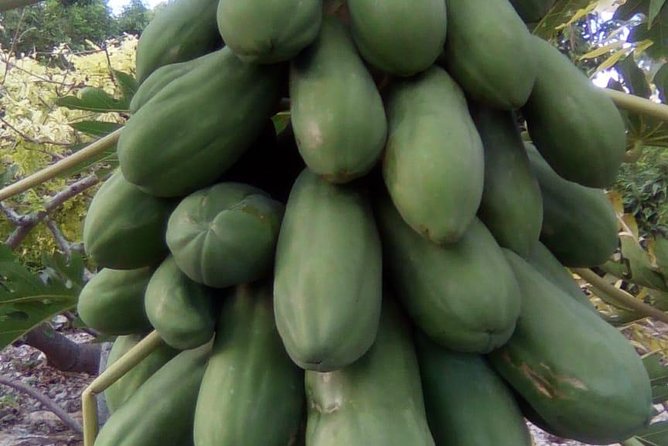 Mamma Gal Native Experience - Fruit stalls and the everyday side of Grand Bahama