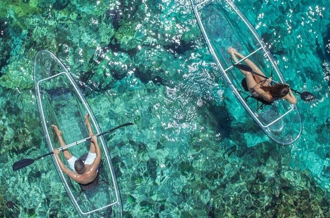 Mangrove Cay Tour - Turtles, sharks, conch, and other wildlife