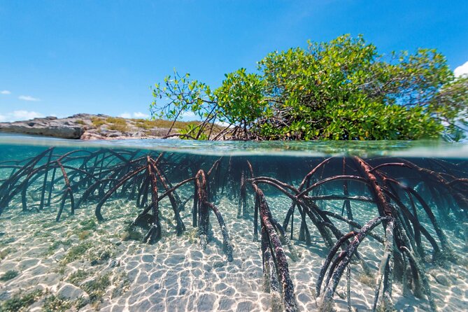 Mangrove Cay Tour - What the two-hour schedule feels like