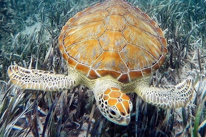 Mangrove Clear Kayak Tour - Is the $125 price fair?