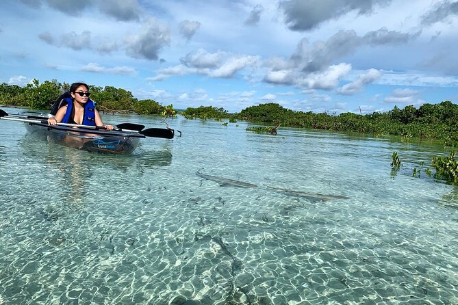 Mangrove Clear Kayak Tour - The wildlife you are most likely to notice